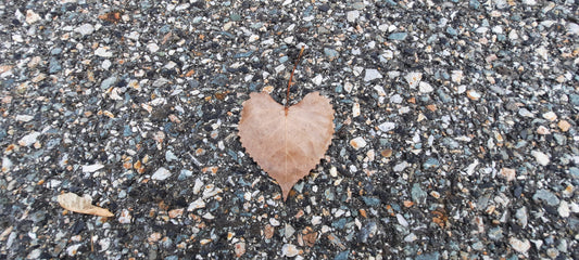 Le Coeur De Pierre Du 10 Octobre 2021 Feuille Sur Asphalte